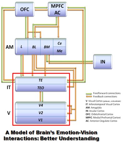 Model of Emotion-Vision Interactions (Bakardjian 2011)